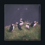 Atlantic Puffins Magnet<br><div class="desc">Een bijeenkomst van Atlantic Puffins. Foto door Jonatan Pie.</div>