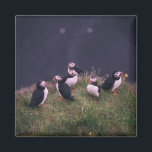 Atlantic Puffins Magnet<br><div class="desc">Een bijeenkomst van Atlantic Puffins. Foto door Jonatan Pie.</div>