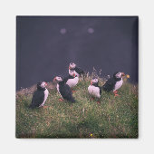 Atlantic Puffins Magnet (Voorkant)