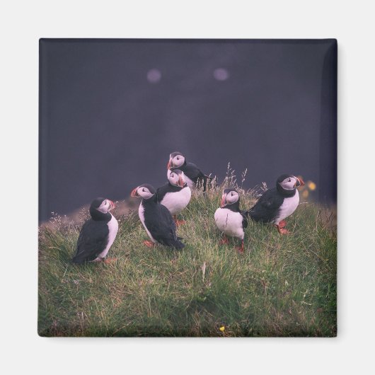 Atlantic Puffins Magnet (Voorkant)