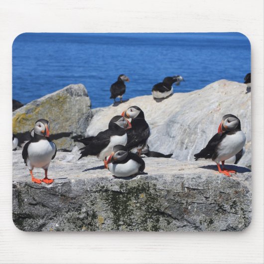 Atlantic Puffins op Machias Seal Island Muismat (Voorkant)