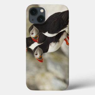 Atlantic Puffins op Machias Seal Island voor de ku iPhone 13 Hoesje