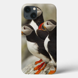 Atlantic Puffins op Machias Seal Island voor de ku iPhone 13 Hoesje