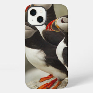 Atlantic Puffins op Machias Seal Island voor de ku iPhone 13 Hoesje