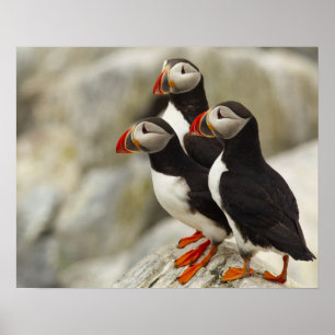 Atlantic Puffins op Machias Seal Island voor de ku Poster