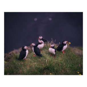 Atlantic Puffins Perfect Poster