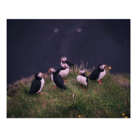 Atlantic Puffins Perfect Poster (Voorkant)