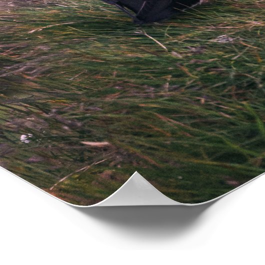 Atlantic Puffins Poster (Hoek)