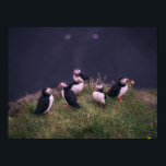 Atlantic Puffins Poster<br><div class="desc">Atlantic Puffins Poster. Een bijeenkomst van Atlantic Puffins. Foto van Jonatan Pie.</div>