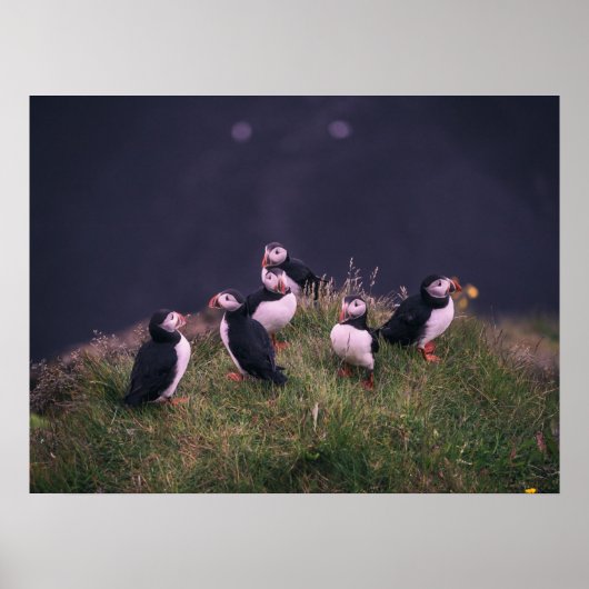 Atlantic Puffins Poster (Voorkant)