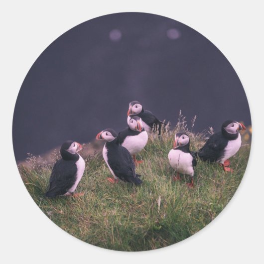 Atlantic Puffins Ronde Sticker (Voorkant)