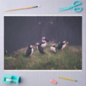 Atlantic Puffins Tissuepapier (Craft)