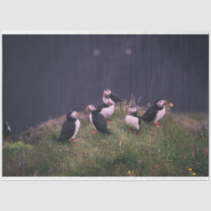 Atlantic Puffins Tissuepapier