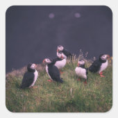 Atlantic Puffins Vierkante Sticker (Voorkant)