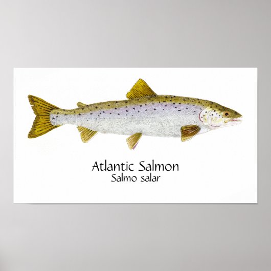 Atlantic Salmon Art Poster (Voorkant)