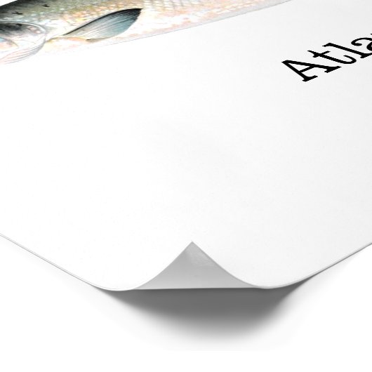 Atlantic Salmon Fish Poster (Hoek)