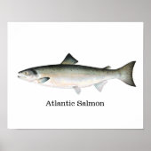Atlantic Salmon Fish Poster (Voorkant)
