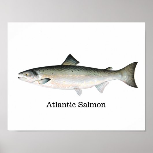 Atlantic Salmon Fish Poster (Voorkant)