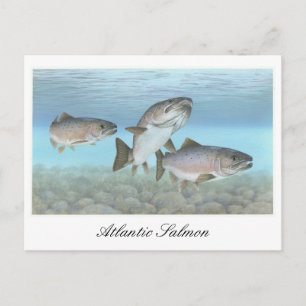 Atlantic Salmon Painting Briefkaart