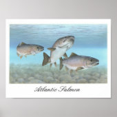 Atlantic Salmon Schilderij Poster (Voorkant)