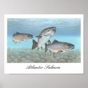 Atlantic Salmon Schilderij Poster