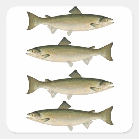 Atlantic Salmon Vist Adventure Vierkante Sticker (Voorkant)