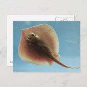 Atlantic Stingray Briefkaart (Voorkant / Achterkant)
