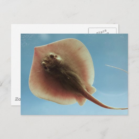 Atlantic Stingray Briefkaart (Voorkant / Achterkant)