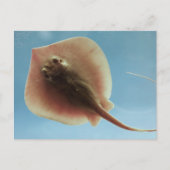 Atlantic Stingray Briefkaart (Voorkant)
