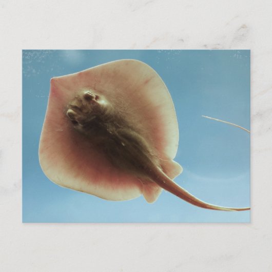 Atlantic Stingray Briefkaart (Voorkant)