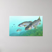 Atlantic Stribass Fish Morone Saxatilis Canvas Afdruk (Voorkant)