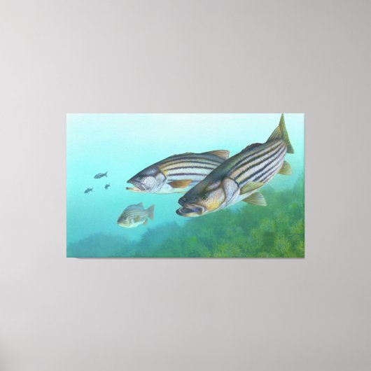 Atlantic Stribass Fish Morone Saxatilis Canvas Afdruk (Voorkant)