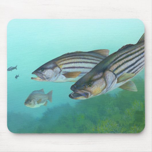 Atlantic Stribass Fish Morone Saxatilis Muismat (Voorkant)