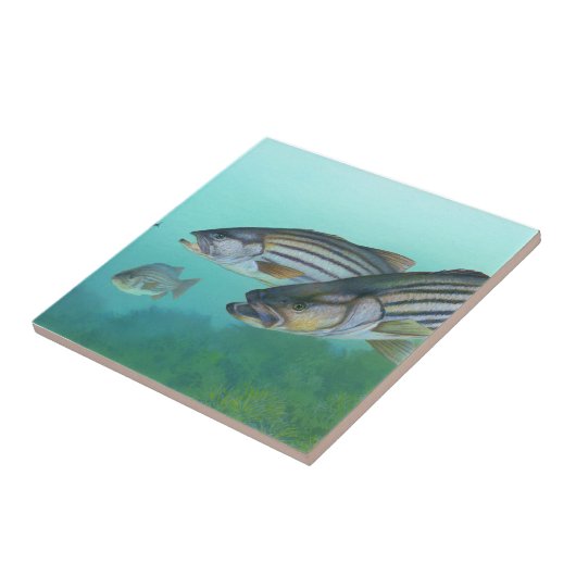 Atlantic Stribass Fish Morone Saxatilis Tegeltje (Zijkant)