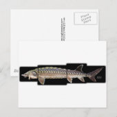 Atlantic Sturgeon - Acipenser oxyrinchus Briefkaart (Voorkant / Achterkant)