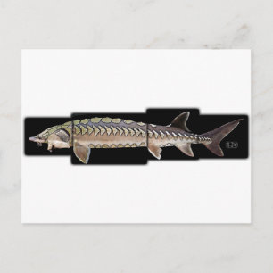 Atlantic Sturgeon - Acipenser oxyrinchus Briefkaart