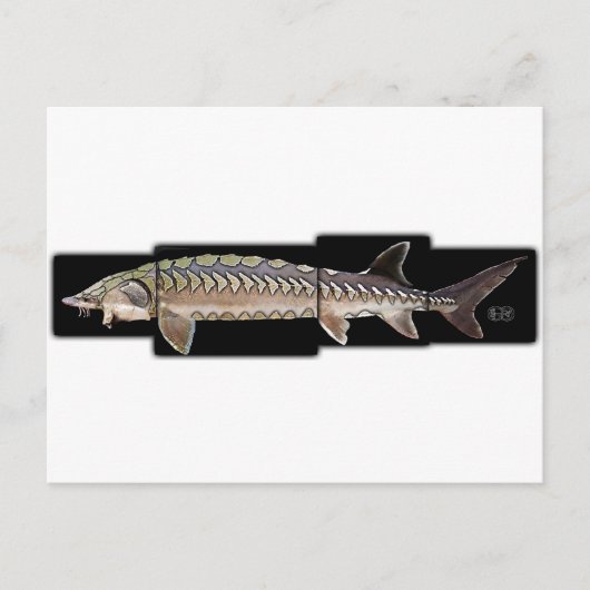 Atlantic Sturgeon - Acipenser oxyrinchus Briefkaart (Voorkant)