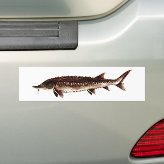 Atlantic Sturgeon - Acipenser oxyrinchus Bumpersticker (Op auto)