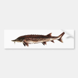 Atlantic Sturgeon - Acipenser oxyrinchus Bumpersticker