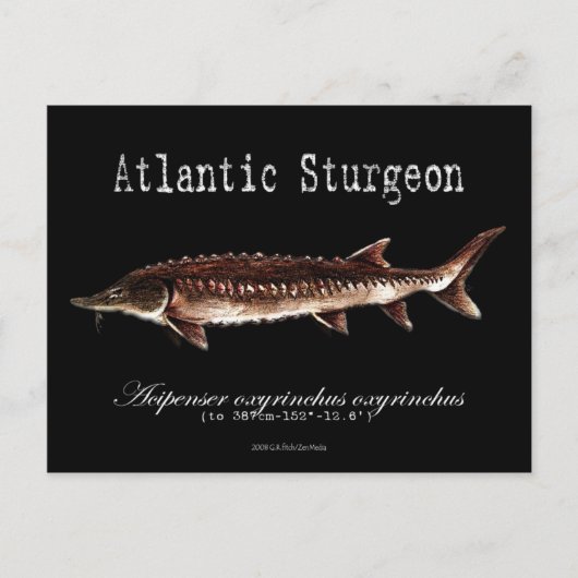 Atlantic Sturgeon-Black-Briefkaart Briefkaart (Voorkant)