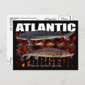 Atlantic Sturgeon-Collage-Briefkaart Briefkaart (Voorkant / Achterkant)