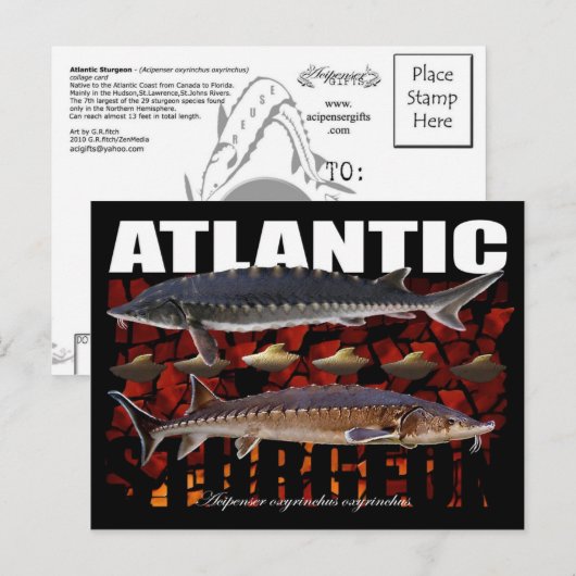 Atlantic Sturgeon-Collage-Briefkaart Briefkaart (Voorkant / Achterkant)