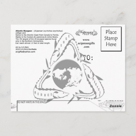 Atlantic Sturgeon-Collage-Briefkaart Briefkaart (Achterkant)