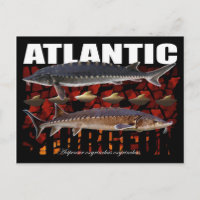 Atlantic Sturgeon-Collage-Briefkaart
