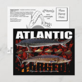 Atlantic Sturgeon-Collage-Briefkaart Briefkaart (Voorkant / Achterkant)