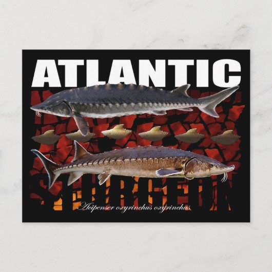 Atlantic Sturgeon-Collage-Briefkaart Briefkaart (Voorkant)