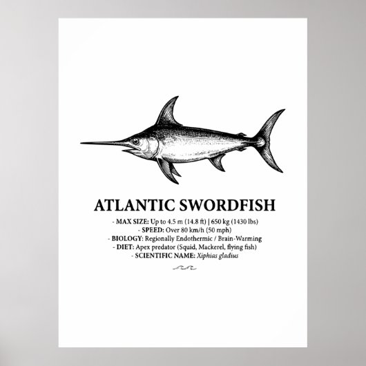 Atlantic Swordfish Scientific Illustration  Poster (Voorkant)