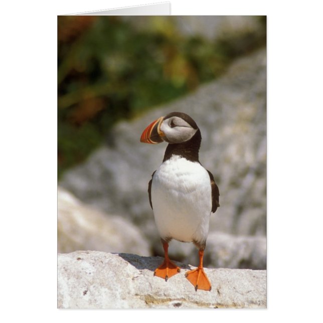 Atlantisch Puffin-profiel (Voorkant)