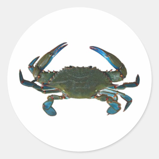 Atlantische blauwe krab Logo Ronde Sticker (Voorkant)