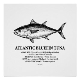 Atlantische Blauwvinton Vis Wetenschappelijke Illu Perfect Poster